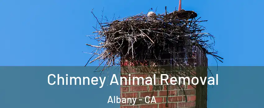 Chimney Animal Removal Albany - CA