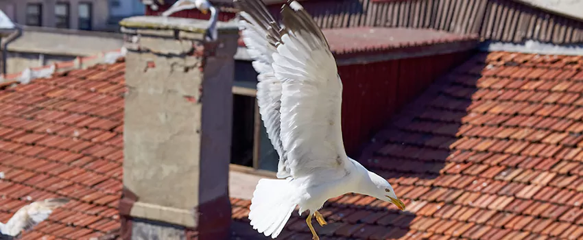 Residential Chimney Animal Removal Solution in Albany, CA