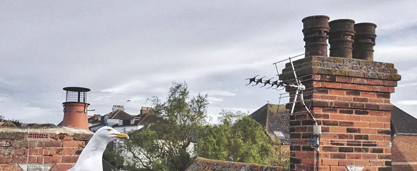 Chimney Cleaning And Restoration in Albany, California